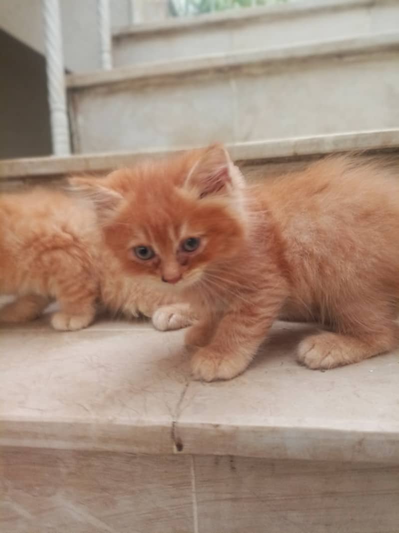 pair of kittens for sale 8