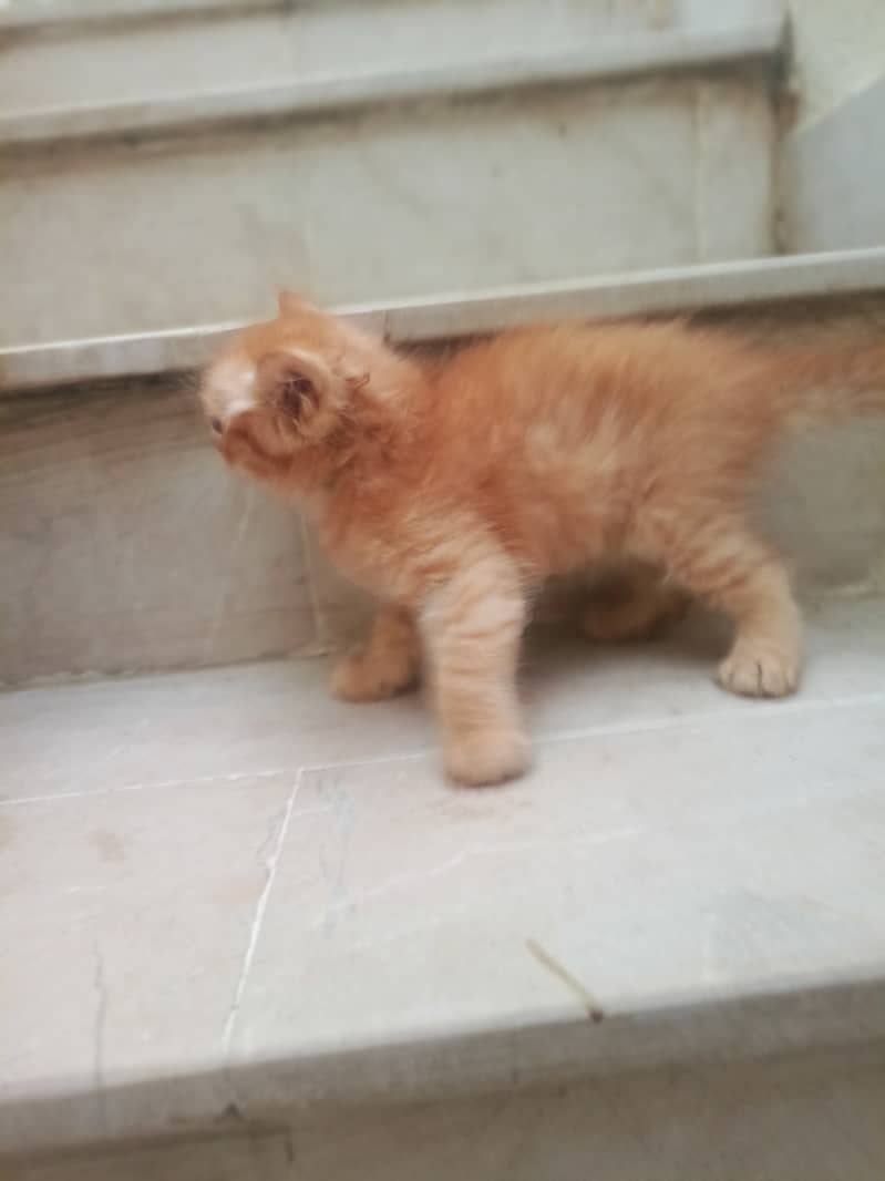 pair of kittens for sale 9