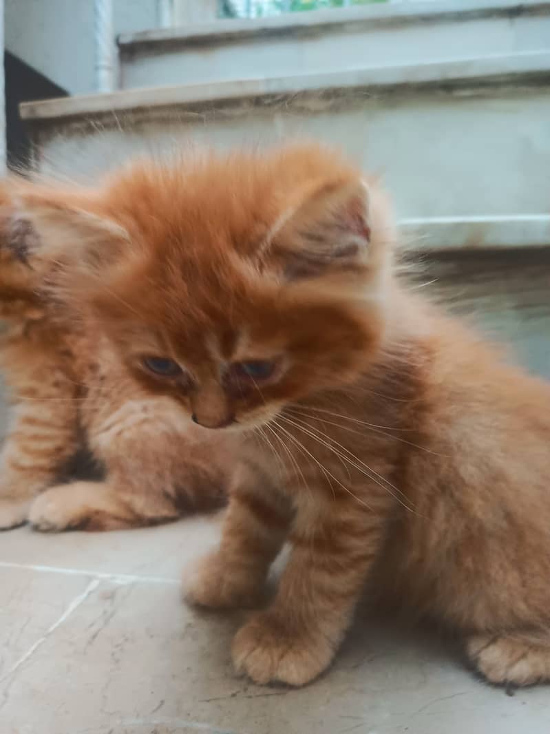 pair of kittens for sale 10