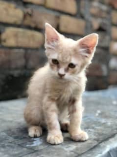 (male kitten 3  month) for sale