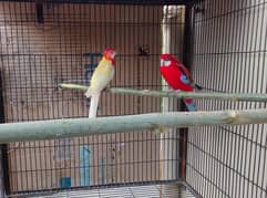 Rosella Pair