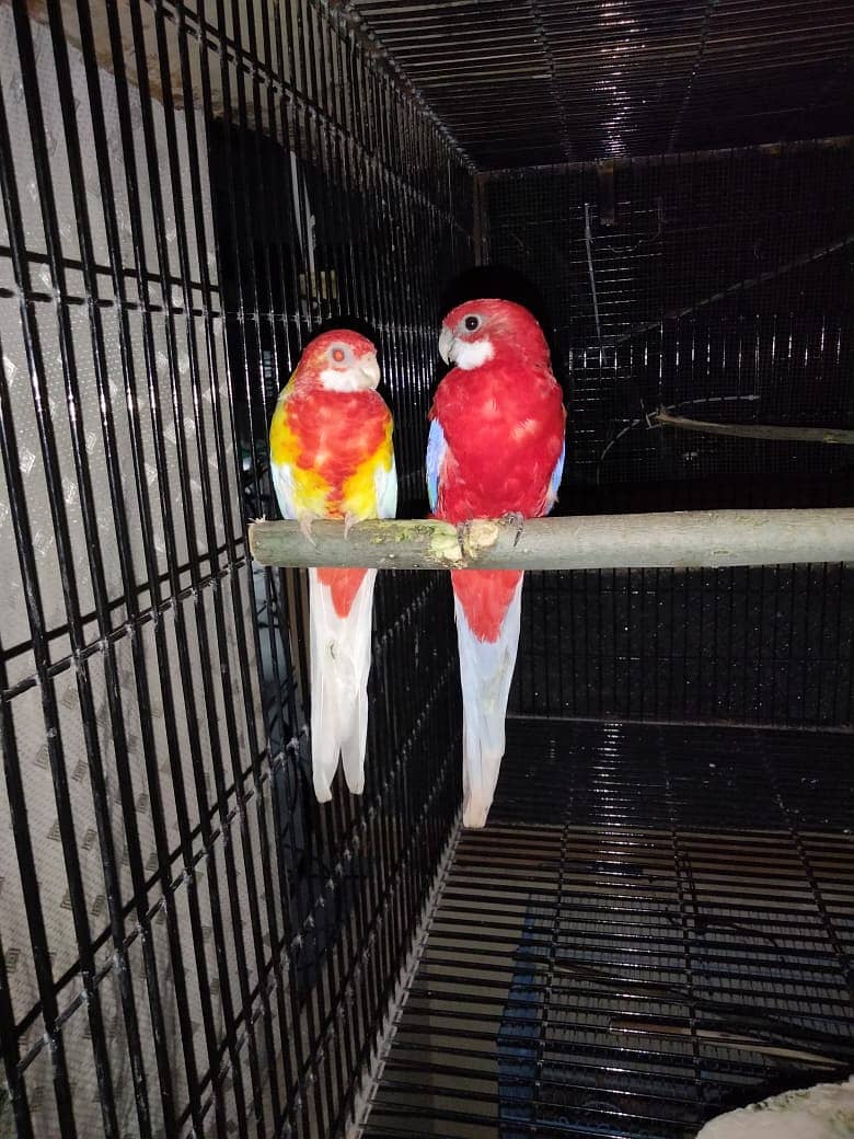 Rosella Pair 2