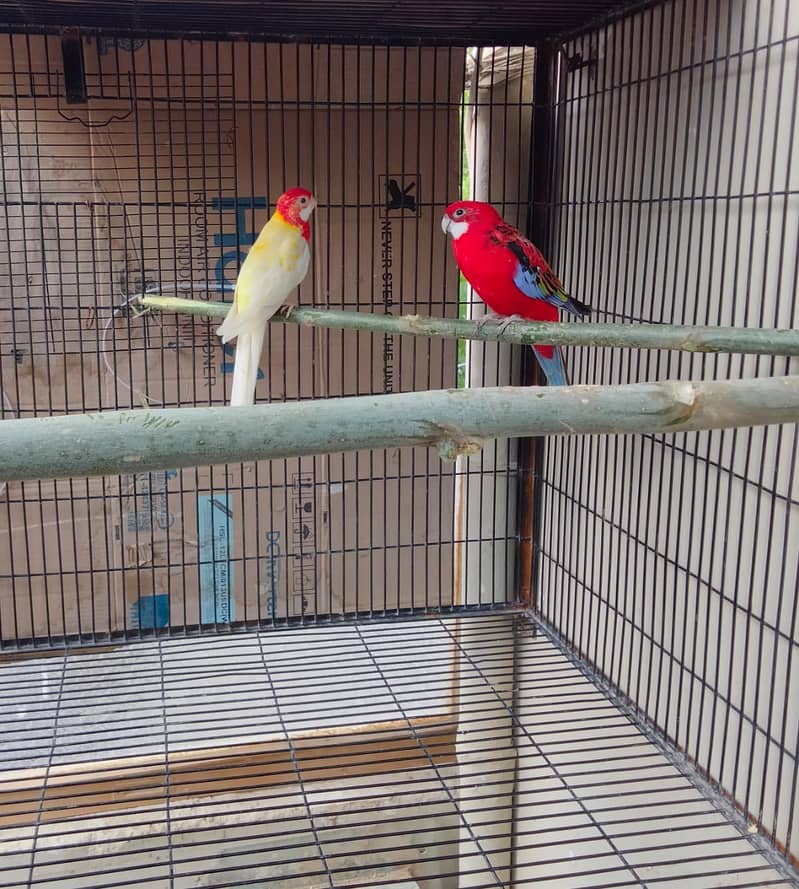 Rosella Pair 3