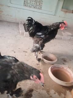 Black buff pair for sale age 8 months