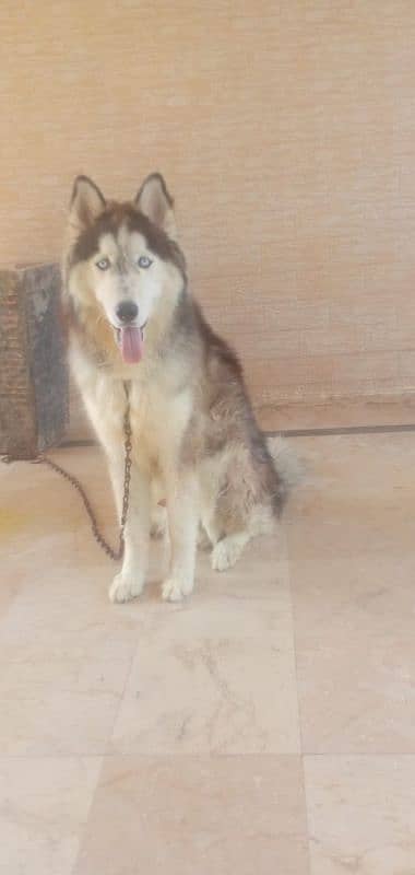 Husky Dog Male Long Coat 0