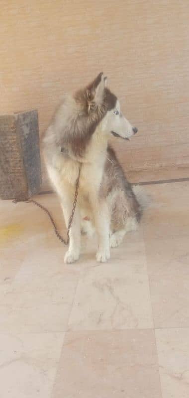 Husky Dog Male Long Coat 1