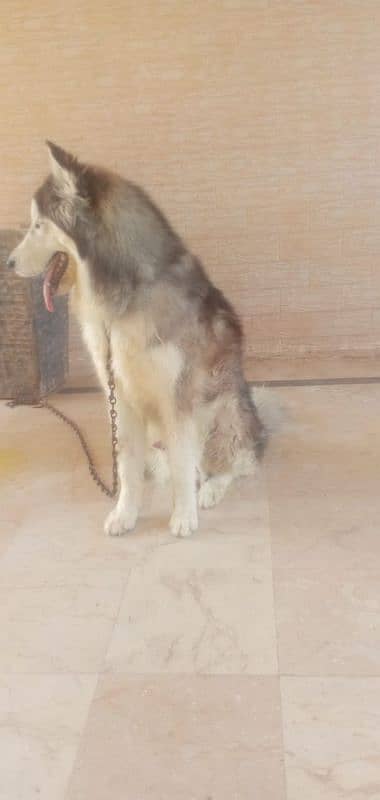 Husky Dog Male Long Coat 2