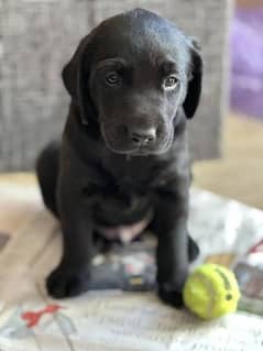 out class quality Labrador black & white puppies