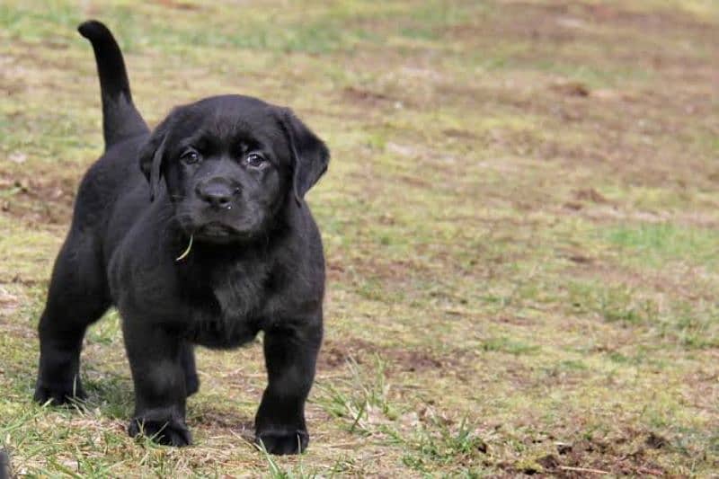 out class quality Labrador black & white puppies 1