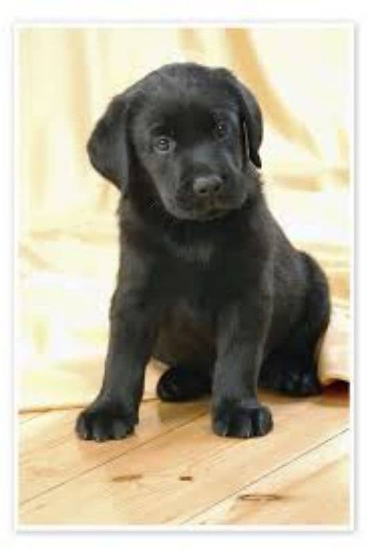 out class quality Labrador black & white puppies 2