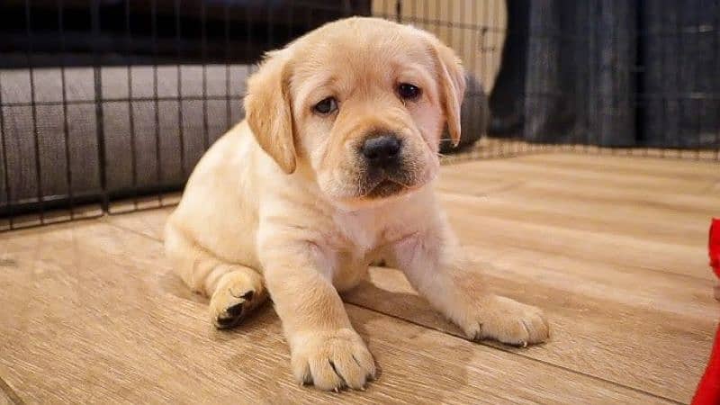 out class quality Labrador black & white puppies 4