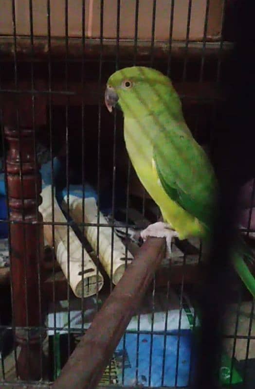 Bird Pair For sale 1