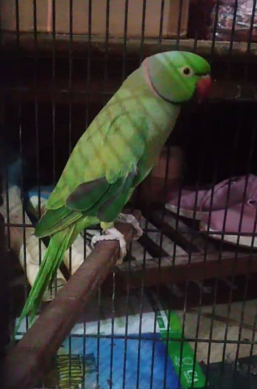 Bird Pair For sale 2