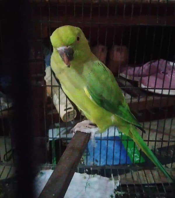 Bird Pair For sale 3