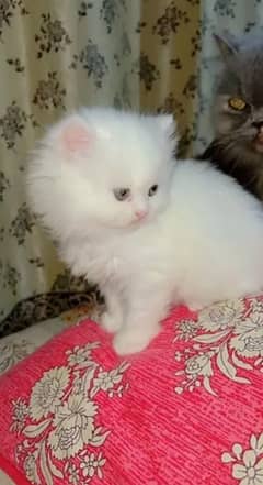 Beautiful Male Kitten For Sale 0329/64/28/874 My whatsapp number