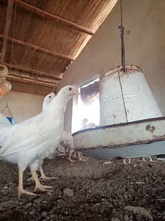 white layer hens