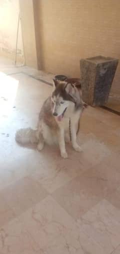 Husky Long coated  6 months