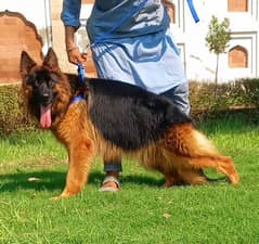 topline show high class quality gsd proper long female for sale