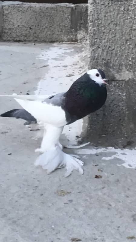 Quality pigeons 1