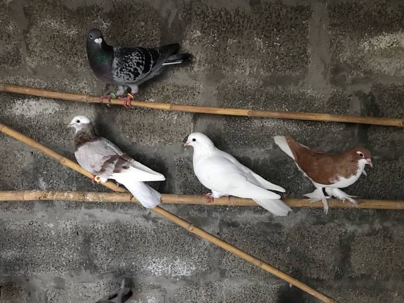 Quality pigeons 4