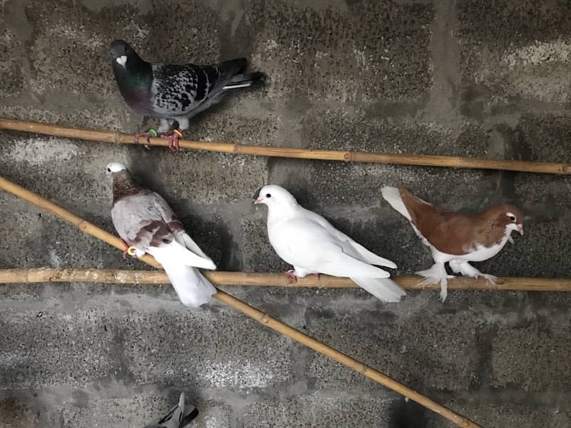 Quality pigeons 5