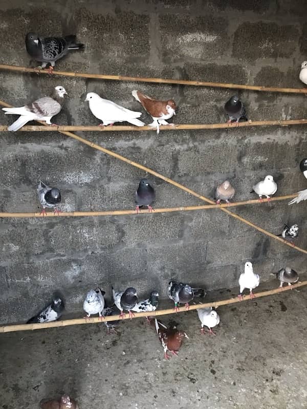 Quality pigeons 7