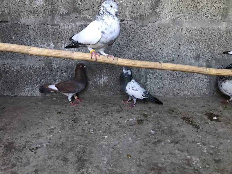 Quality pigeons 9