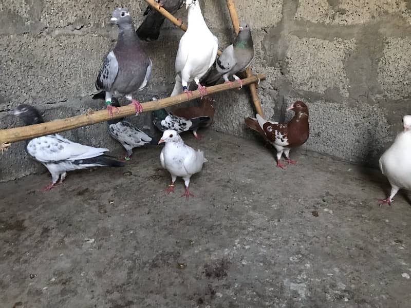 Quality pigeons 10