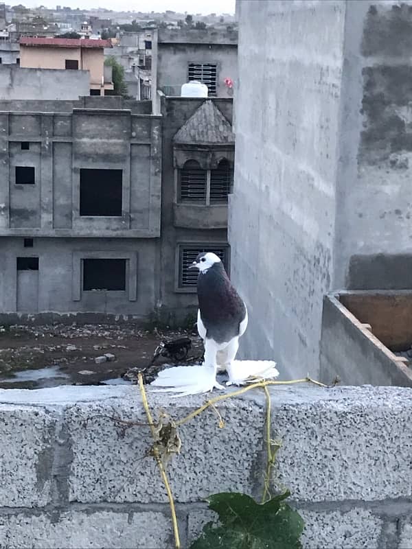 Quality pigeons 11