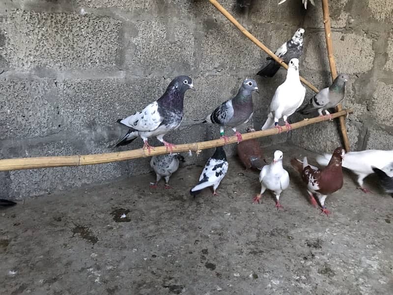 Quality pigeons 13