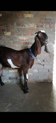 nagri bital bakri for sale 03345607035