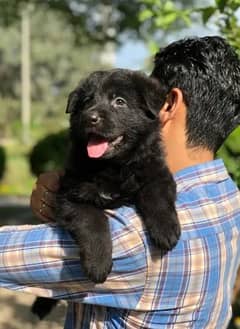 Black German shepherd Puppies | German shepherd long Coat Pair