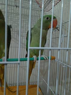 parrot alexader baby pair