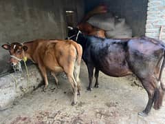 2 Jersey Cross Cow's For Sell