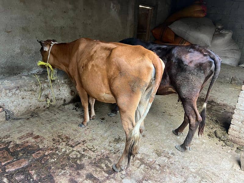 2 Jersey Cross Cow's For Sell 2