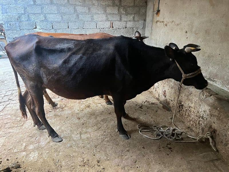 2 Jersey Cross Cow's For Sell 3