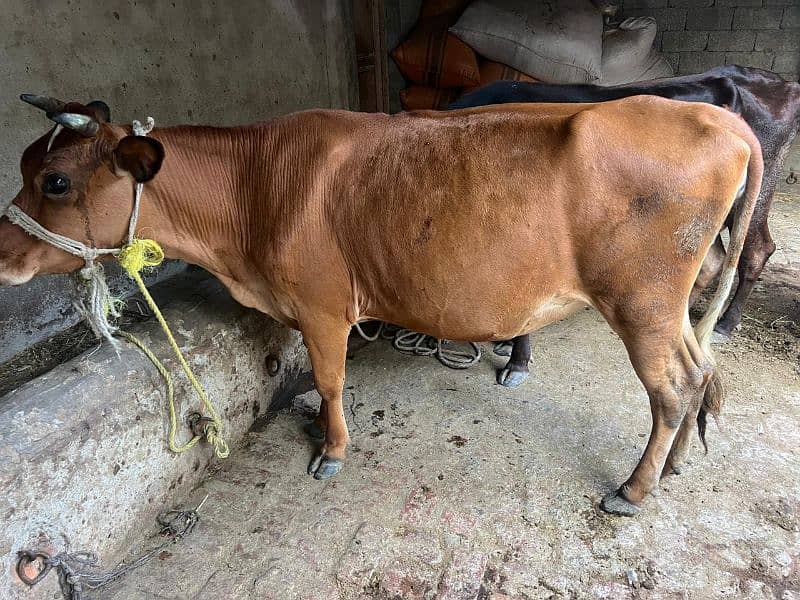 2 Jersey Cross Cow's For Sell 5