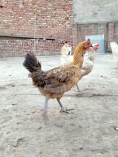 1 male 2  egg laying desi female home breed. . . for sale