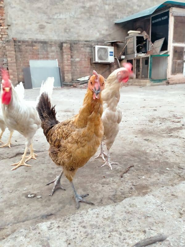 1 male 2  egg laying desi female home breed. . . for sale 1