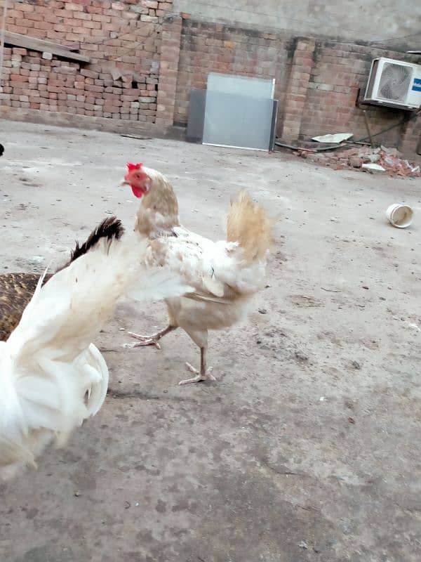 1 male 2  egg laying desi female home breed. . . for sale 2