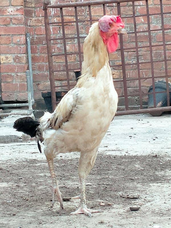 1 male 2  egg laying desi female home breed. . . for sale 3