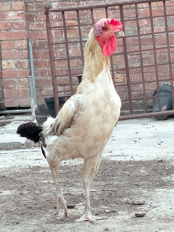 1 male 2  egg laying desi female home breed. . . for sale 4