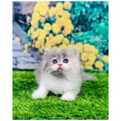 Persian hamalian british punch face piki face cat's and kitten's