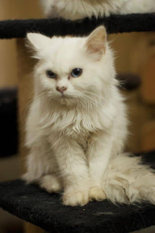 persian kitten for sale 3 months 6