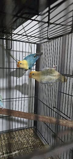 Love birds l Palefallow l Split Palefallow l Blue2/Palefallow