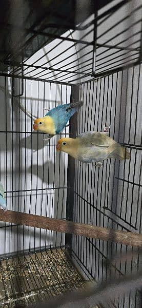 Love birds l Palefallow l Split Palefallow l Blue2/Palefallow 0