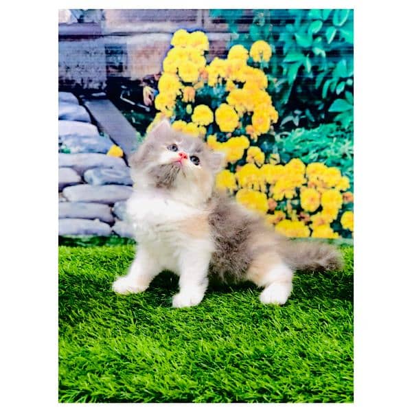 Persian hamalian british punch face piki face cat's and kitten's 19