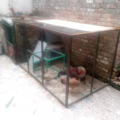 aseel hen and egg for sale