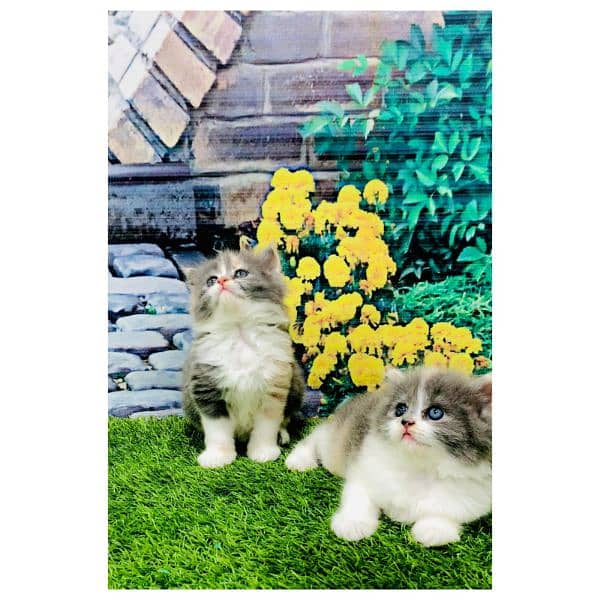 Persian hamalian british punch face piki face cat's and kitten's 3