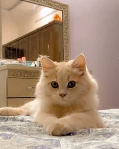 5 months Persian cat